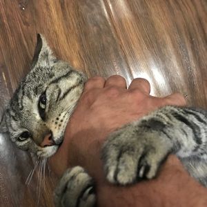 Meet your Posher, Saul